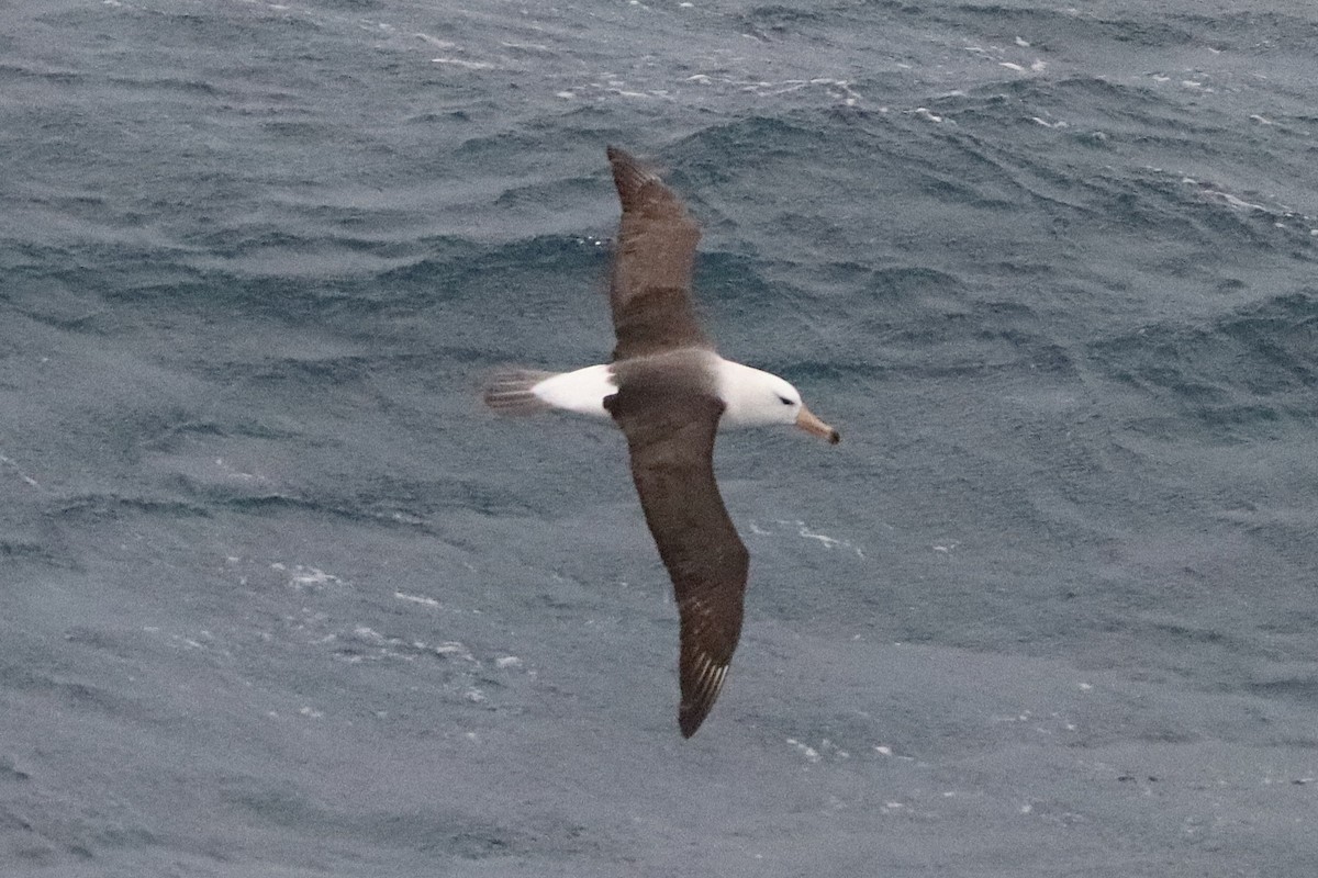 אלבטרוס שחור-גבות - ML644584788