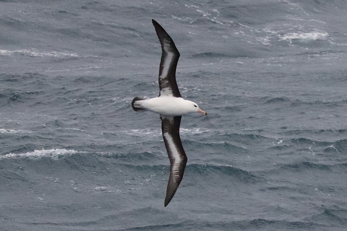 אלבטרוס שחור-גבות - ML644584789
