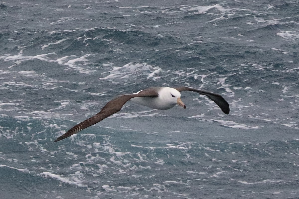 אלבטרוס שחור-גבות - ML644584790