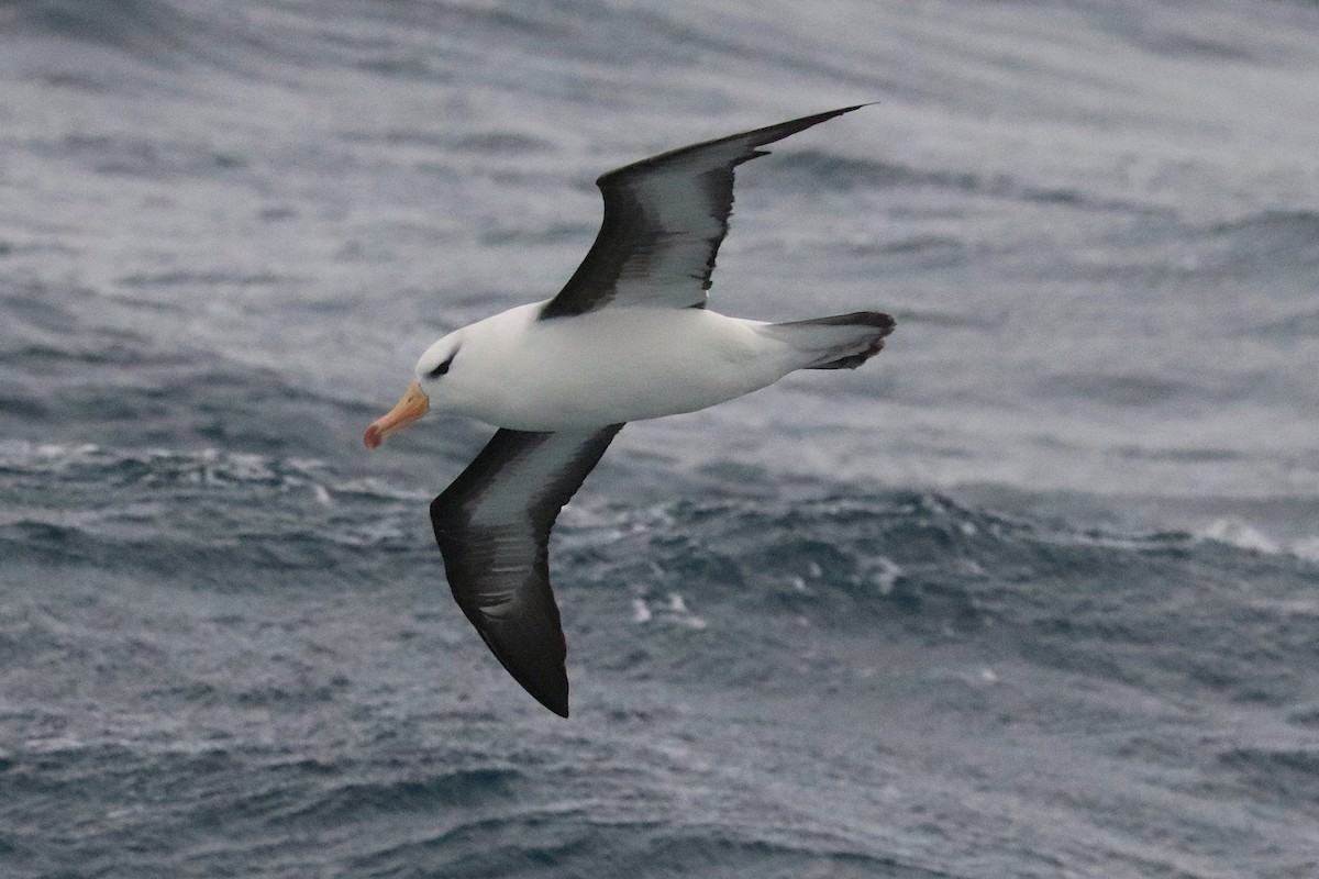 אלבטרוס שחור-גבות - ML644584791