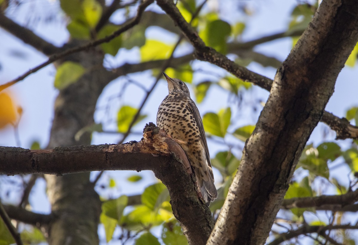 drozd brávník - ML644584797