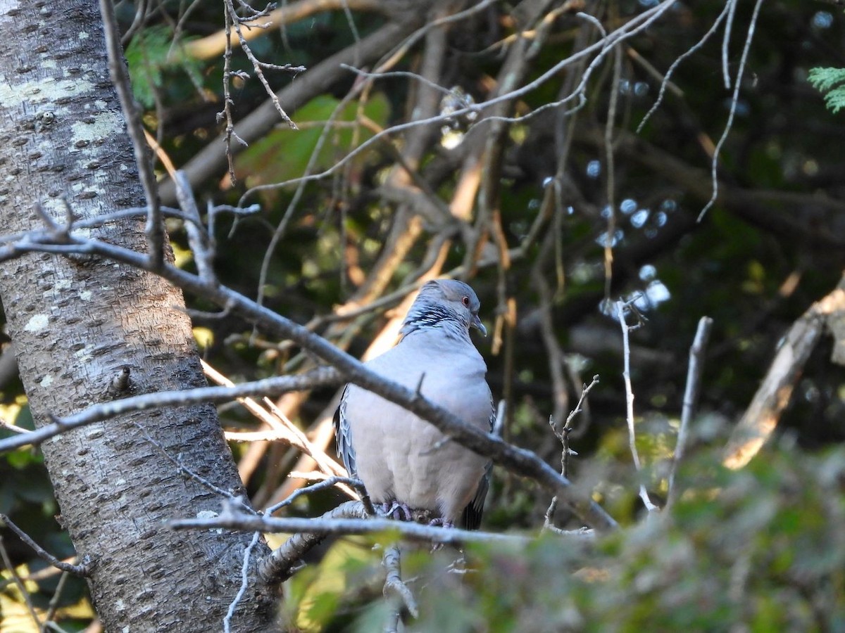 金背鳩 - ML644584798