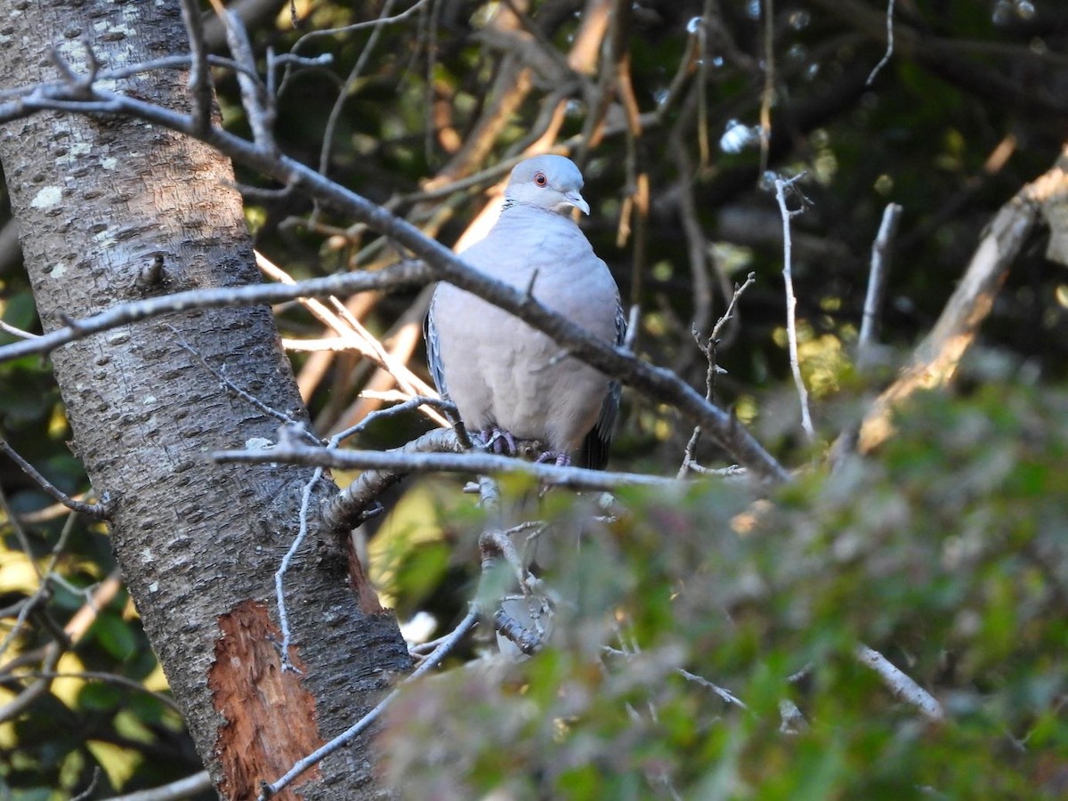 金背鳩 - ML644584803