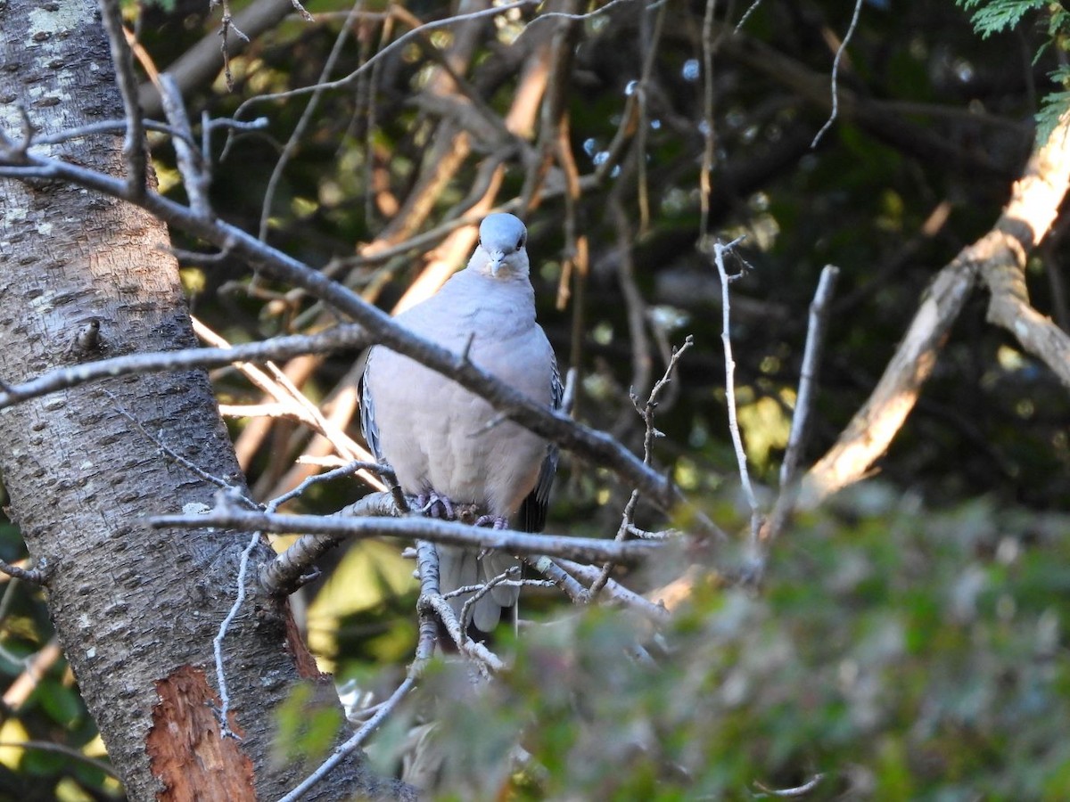 金背鳩 - ML644584804