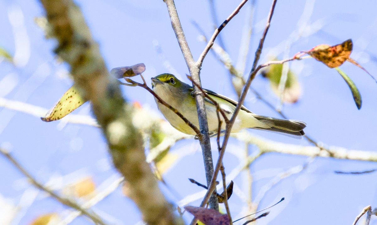 White-eyed Vireo - ML644584811