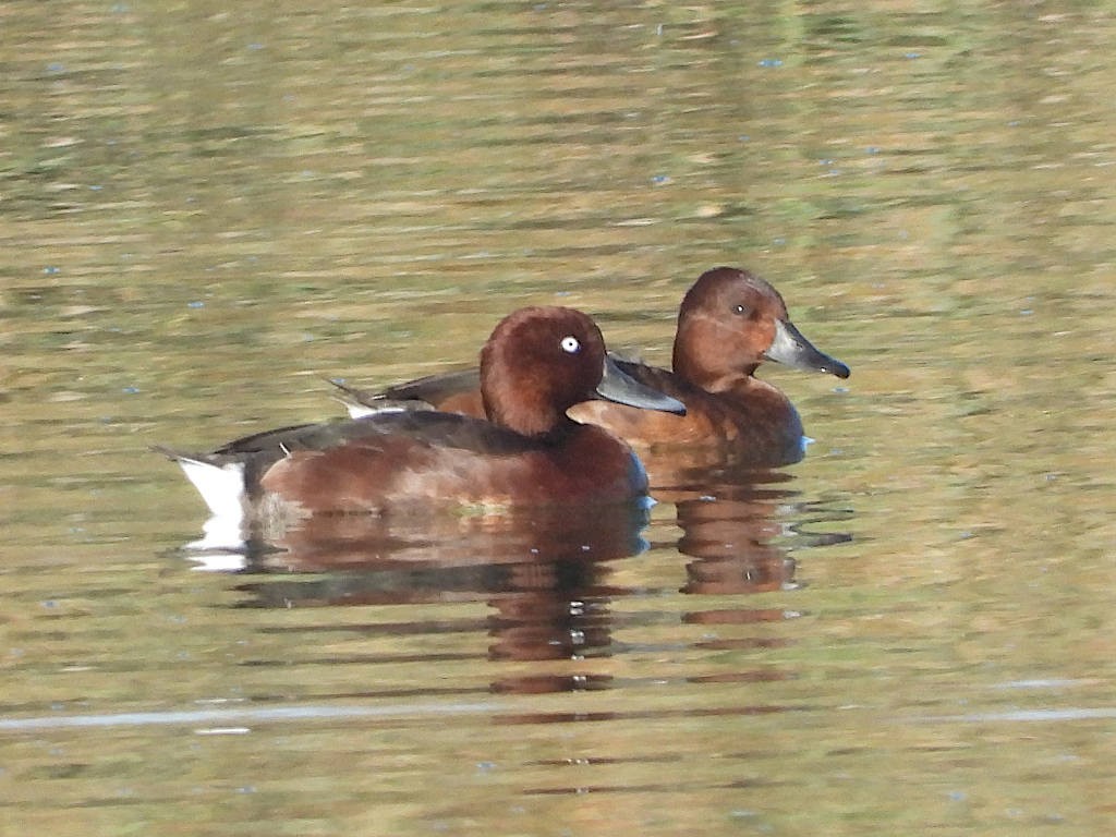 白眼潛鴨 - ML644584814