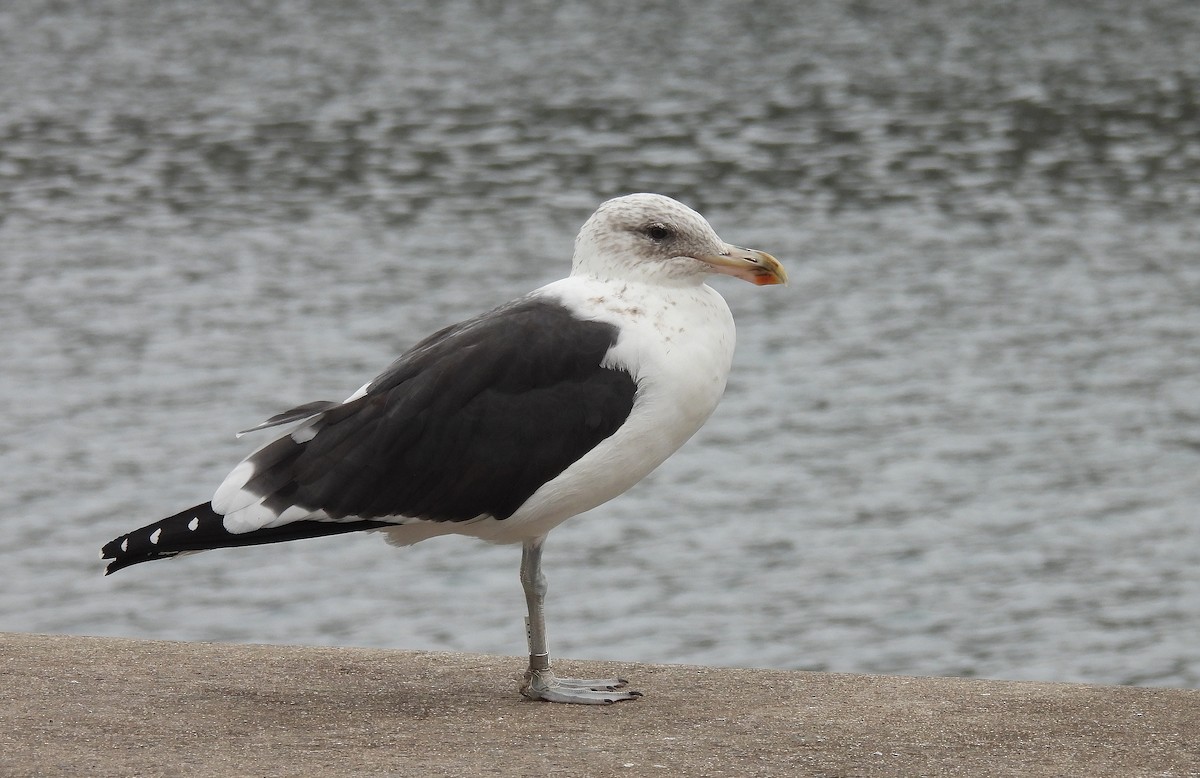 Kelp Gull - ML644584817