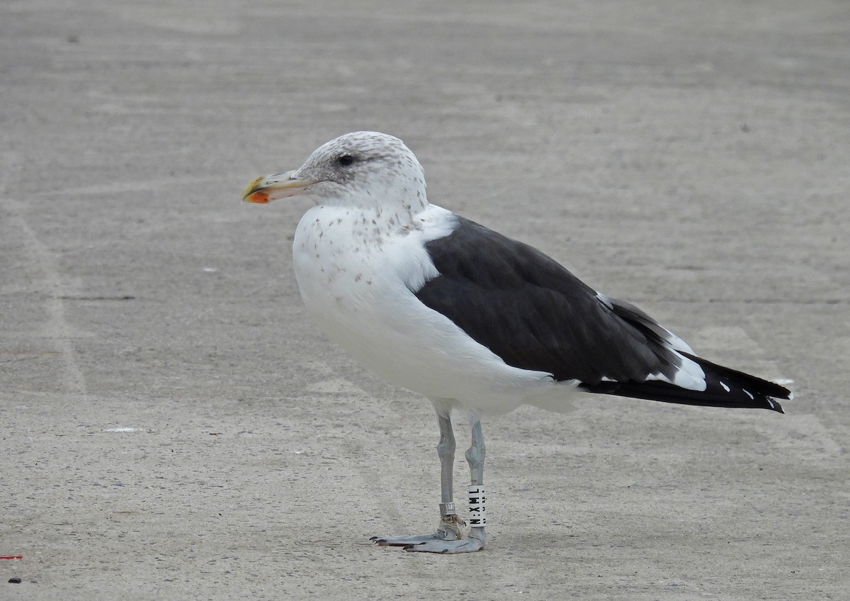 Kelp Gull - ML644584818