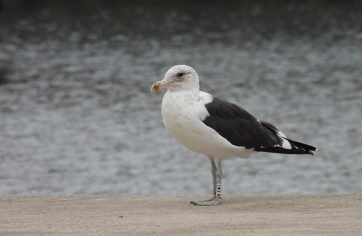 Kelp Gull - ML644584819
