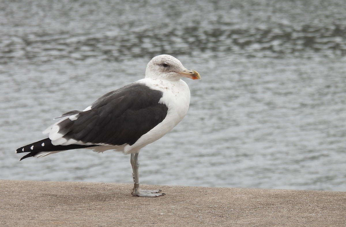 Kelp Gull - ML644584820