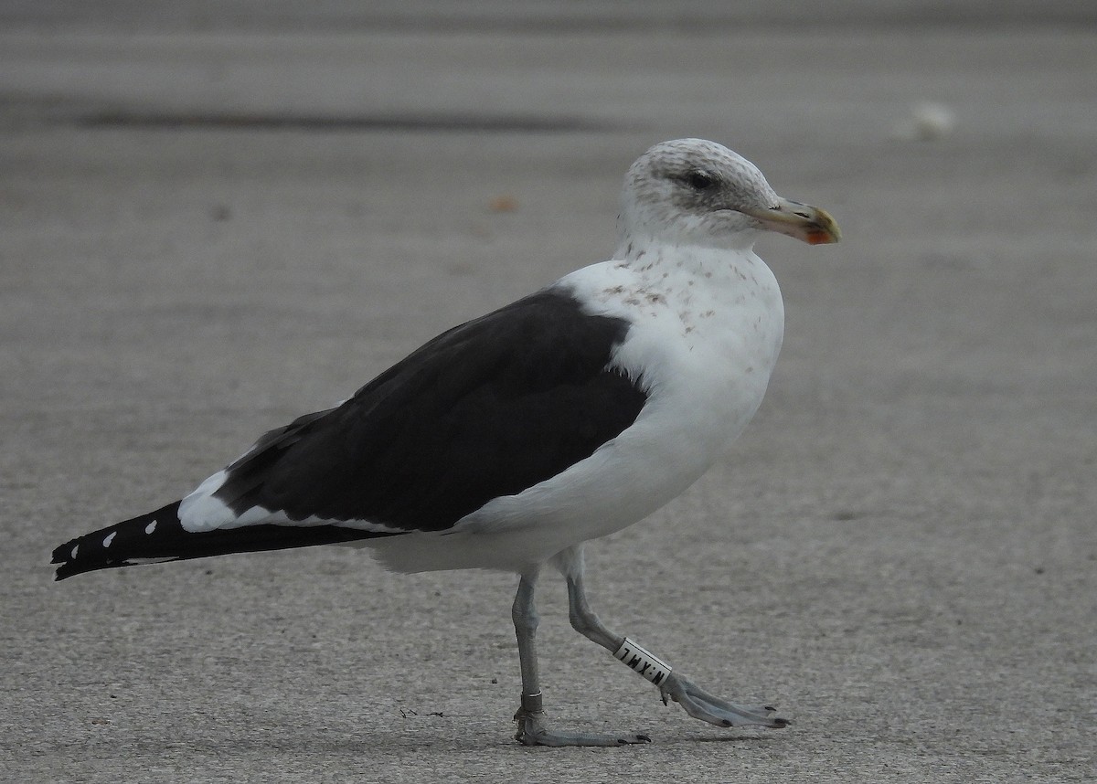 Kelp Gull - ML644584821