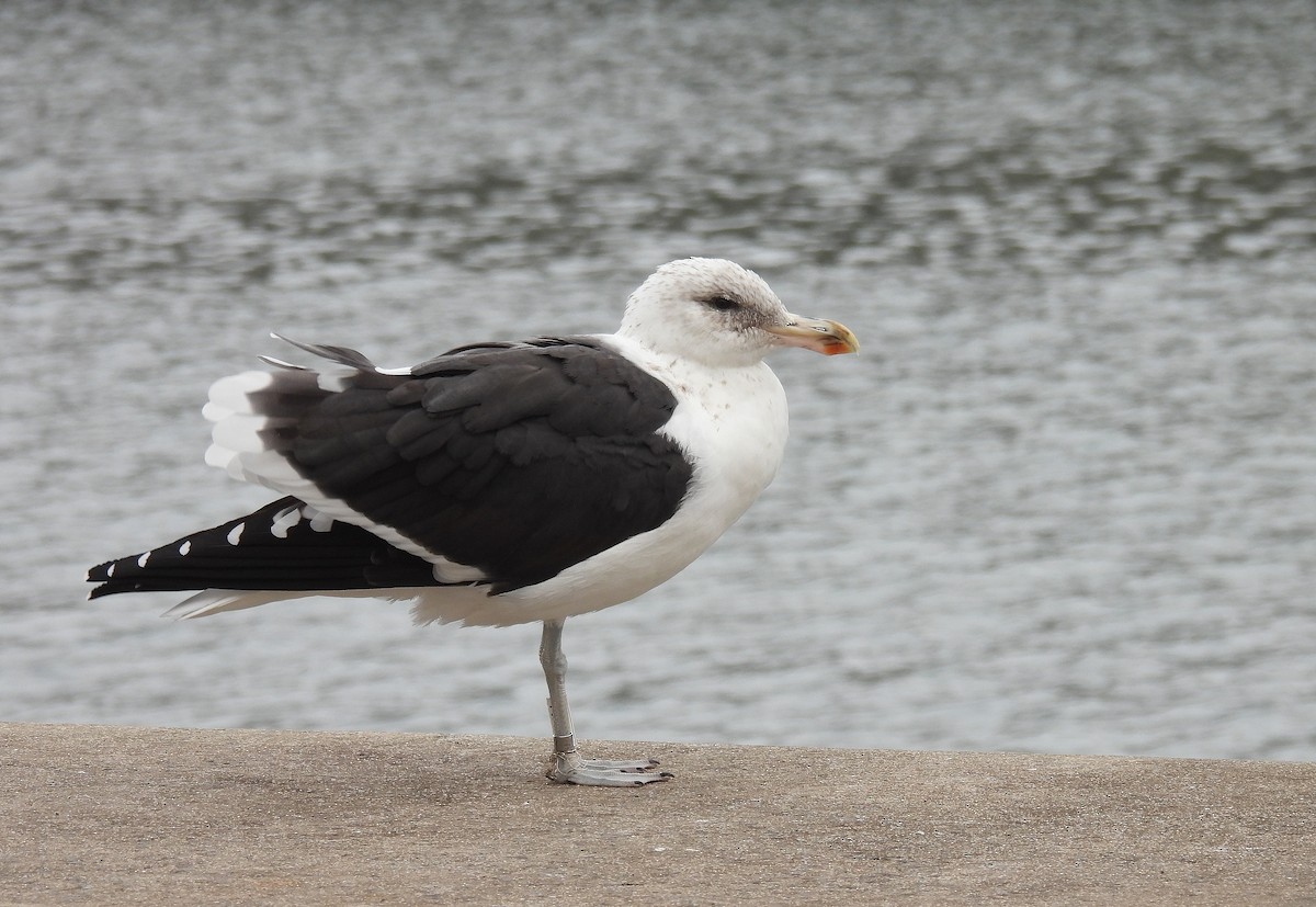 Kelp Gull - ML644584822