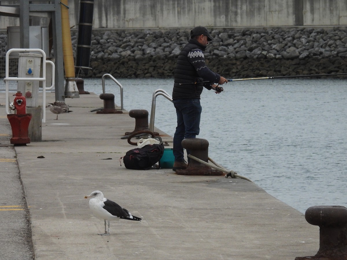 Kelp Gull - ML644584824