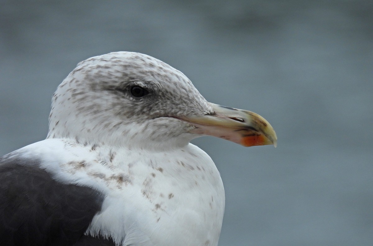 Kelp Gull - ML644584825