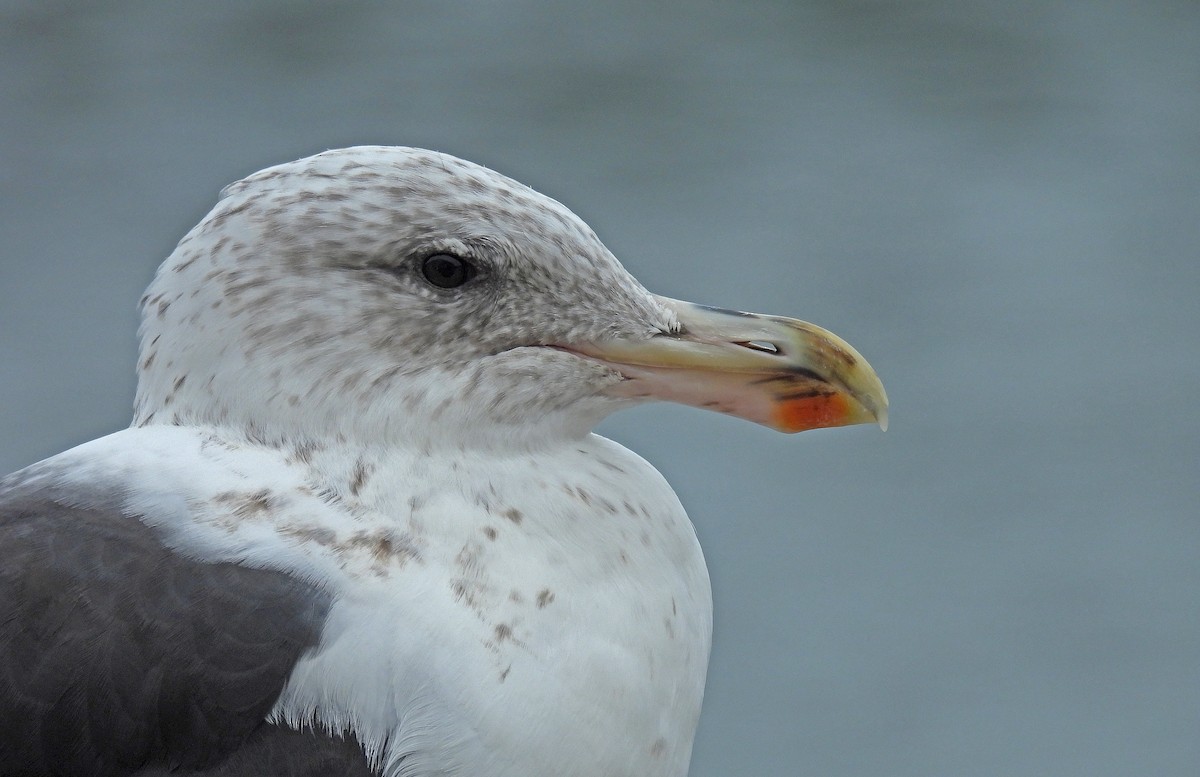 Kelp Gull - ML644584826