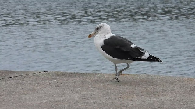 Kelp Gull - ML644584834
