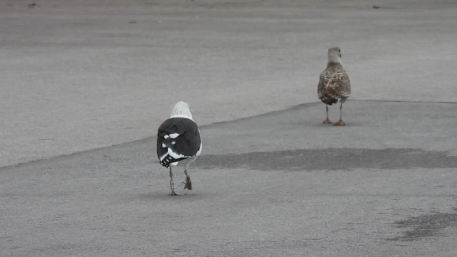Kelp Gull - ML644584835