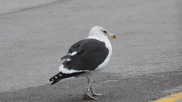 Kelp Gull - ML644584836
