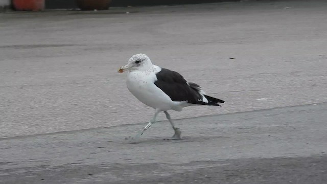 Kelp Gull - ML644584837