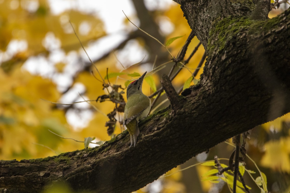 žluna šedá - ML644584840