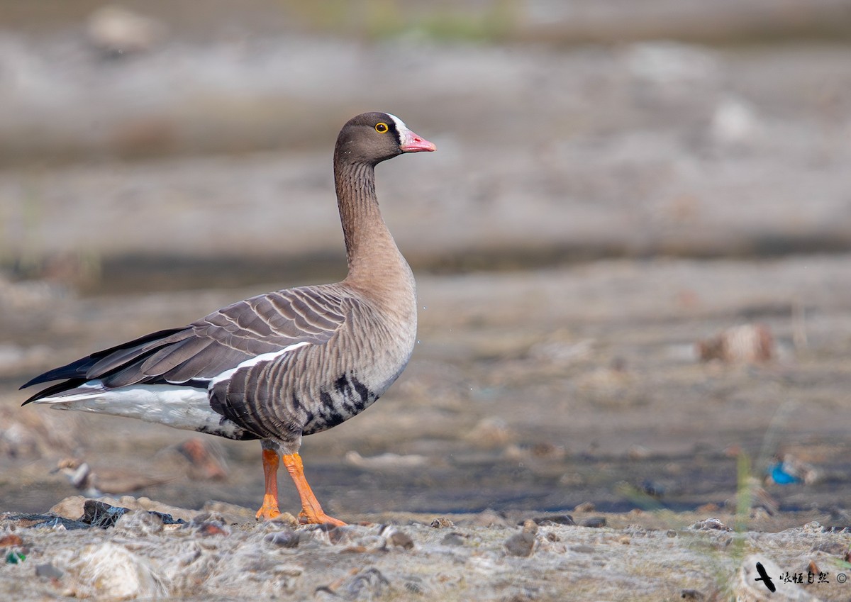 Гуска мала - ML644584841