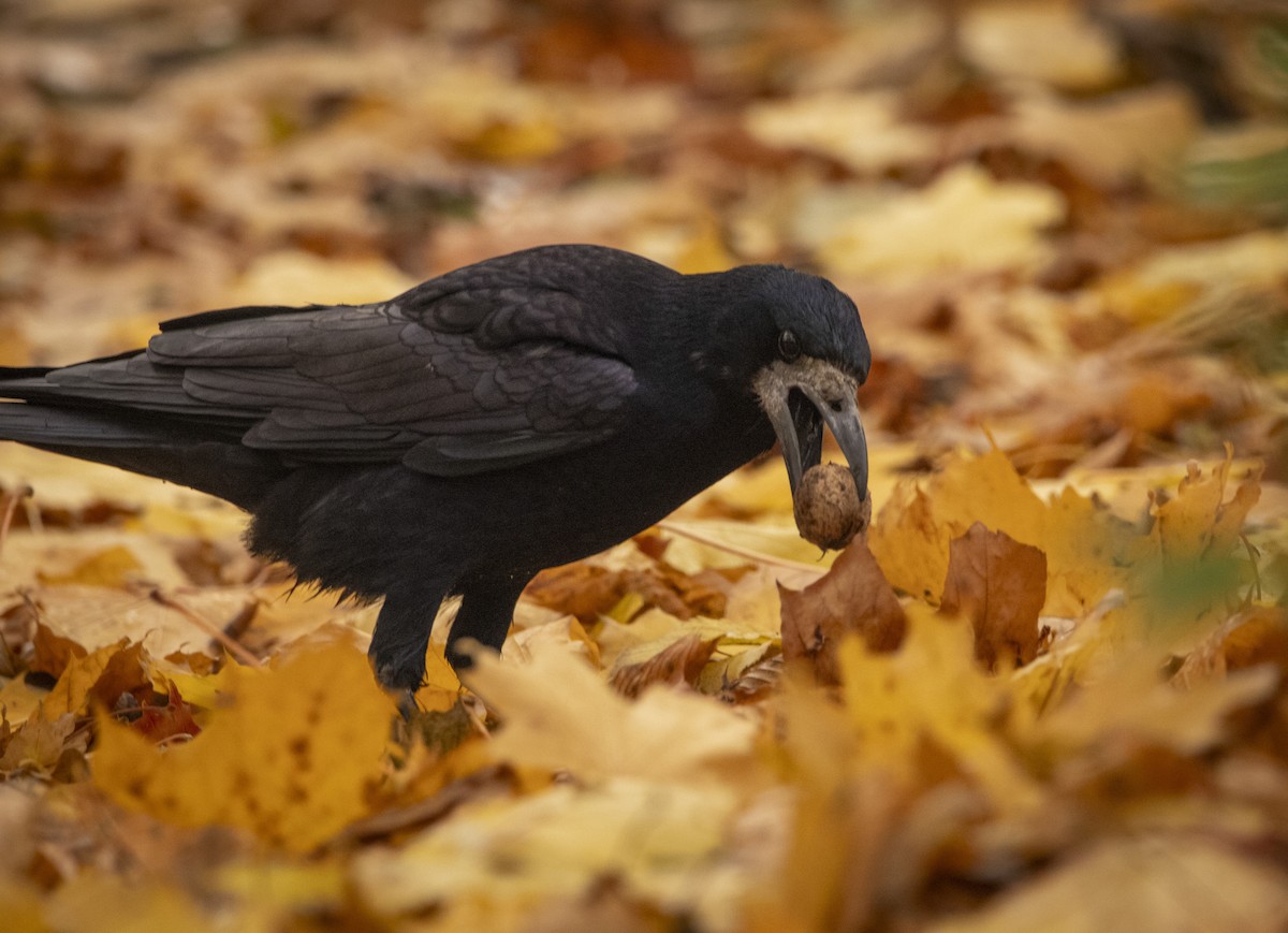 havran polní - ML644584844