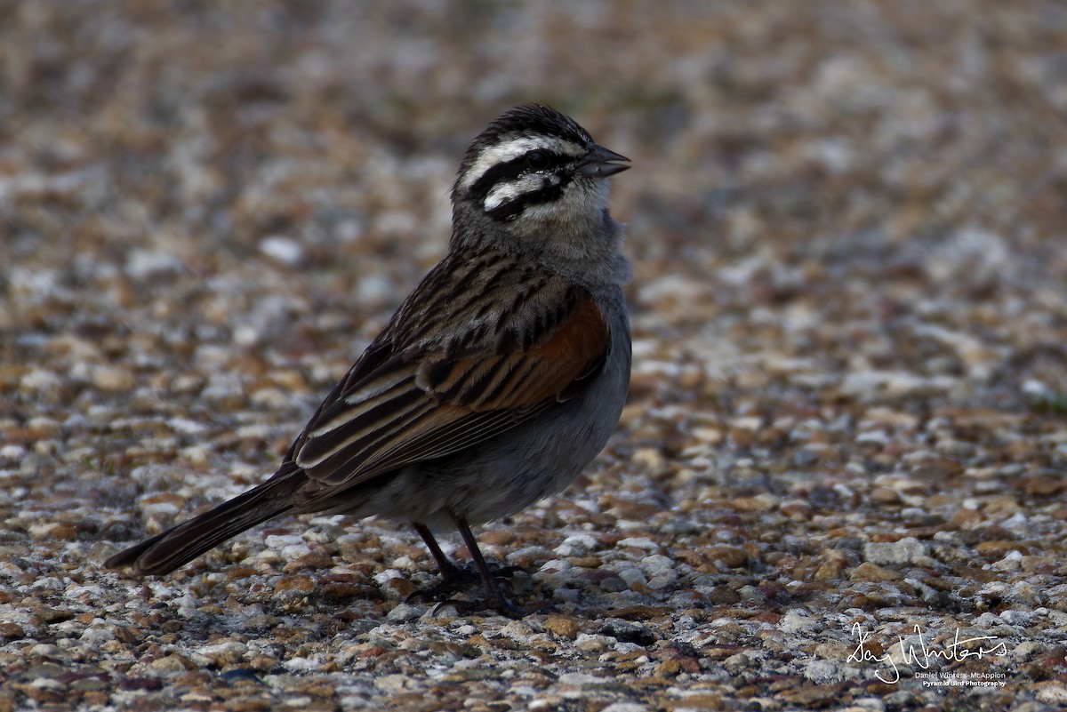 strnad kapský - ML644584846