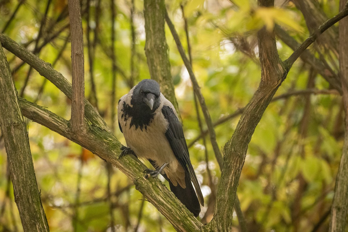 Leş Kargası - ML644584849