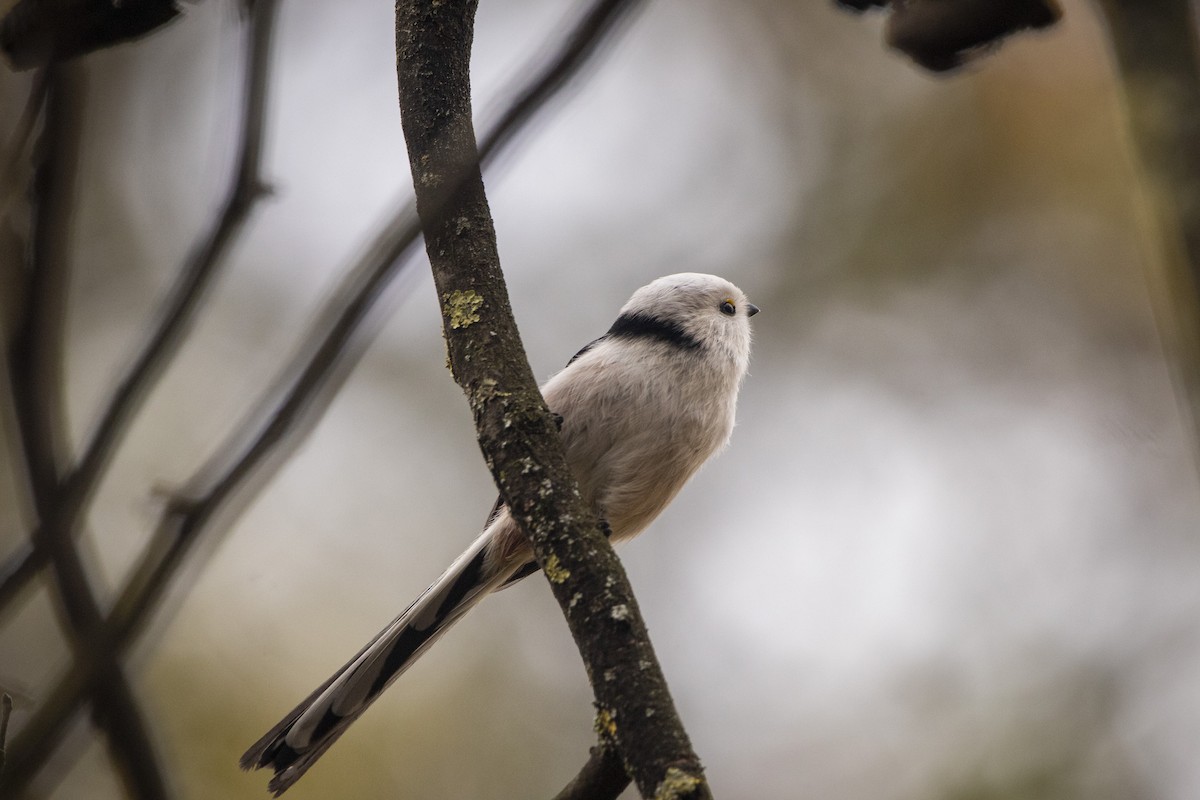 mlynařík dlouhoocasý - ML644584855