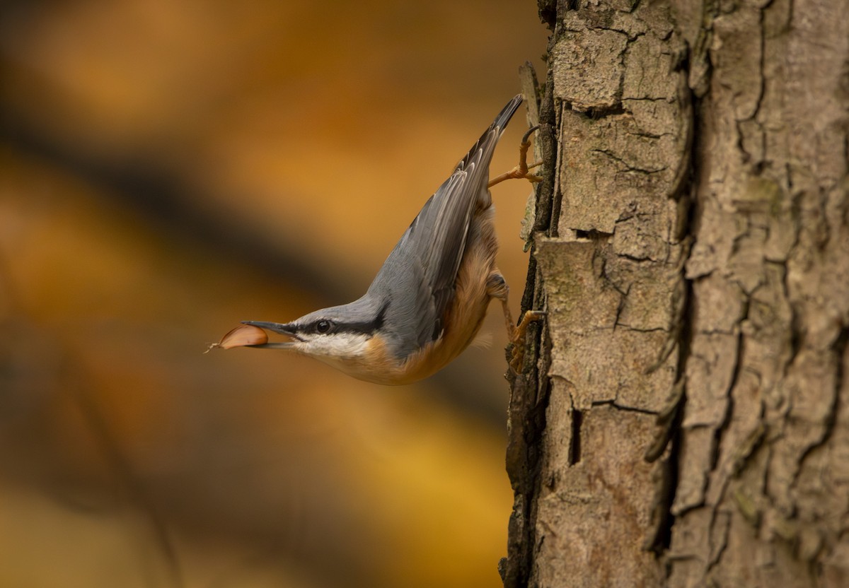 brhlík lesní - ML644584860