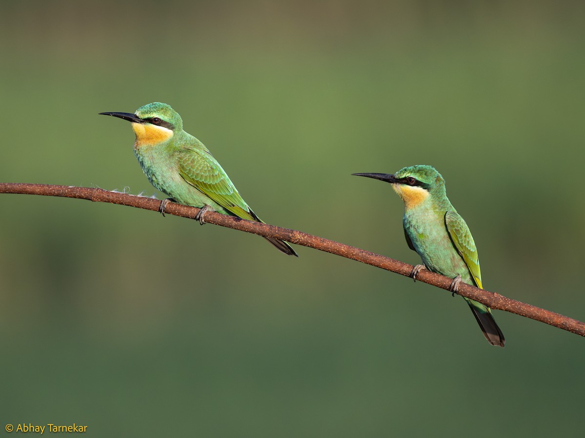 Blue-cheeked Bee-eater - ML644584861