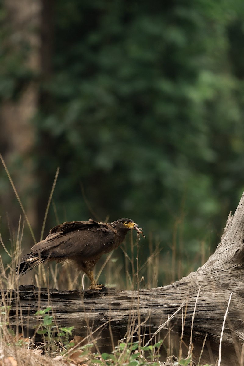 orlík chocholatý - ML644584871