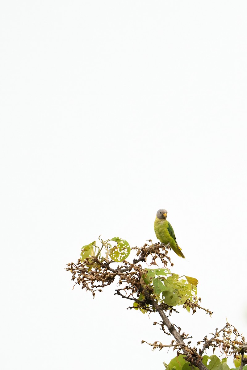 alexandr indický - ML644584875