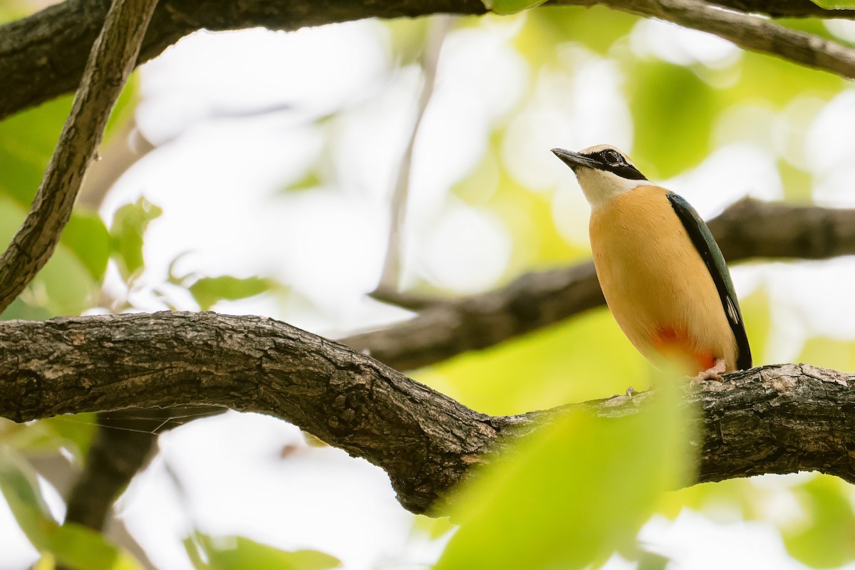 pita devítibarvá - ML644584880