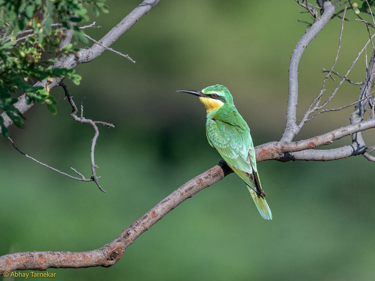 Blue-cheeked Bee-eater - ML644584884