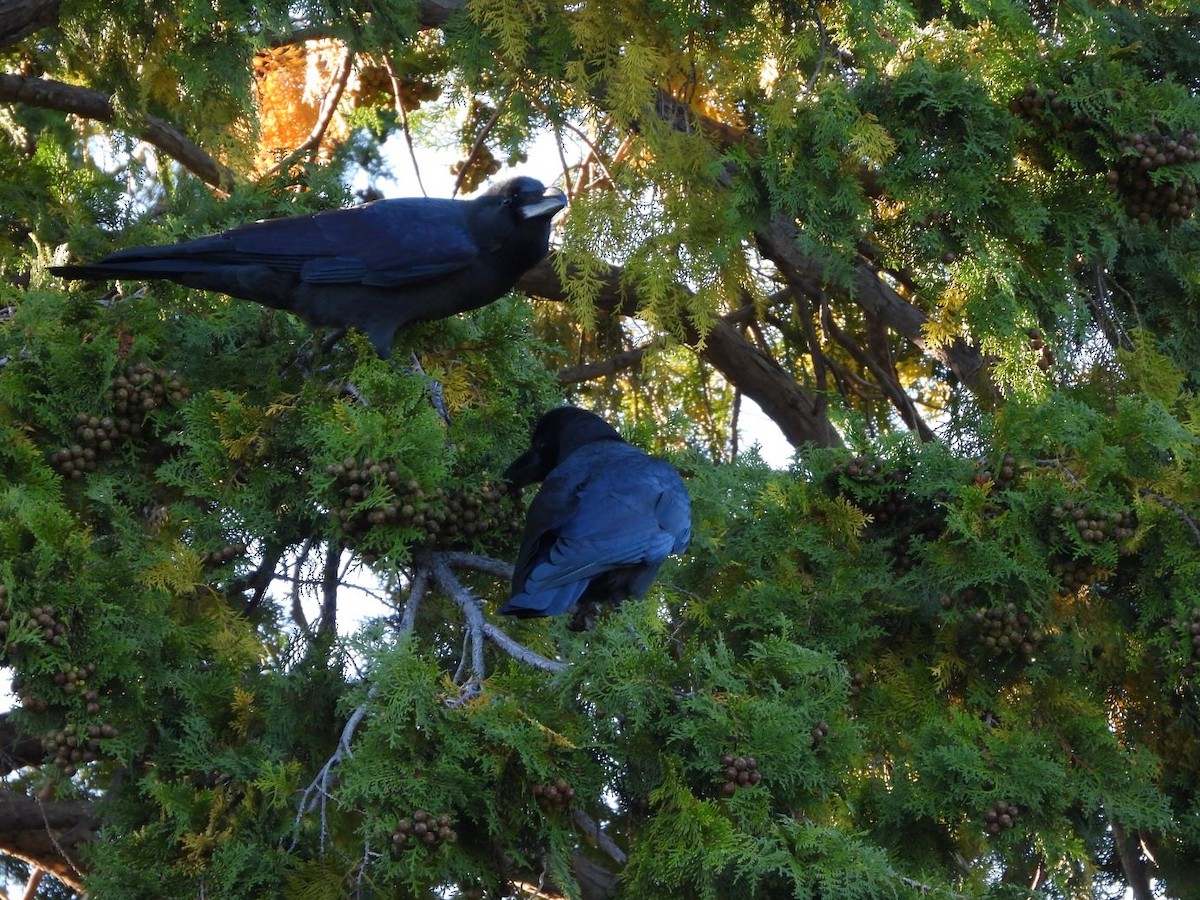 巨嘴鴉 - ML644584885