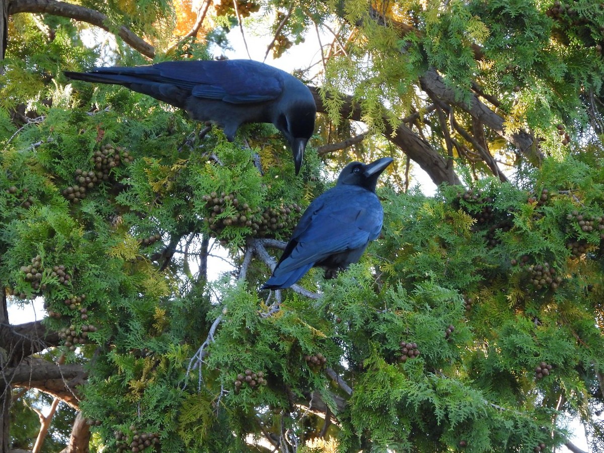 巨嘴鴉 - ML644584886