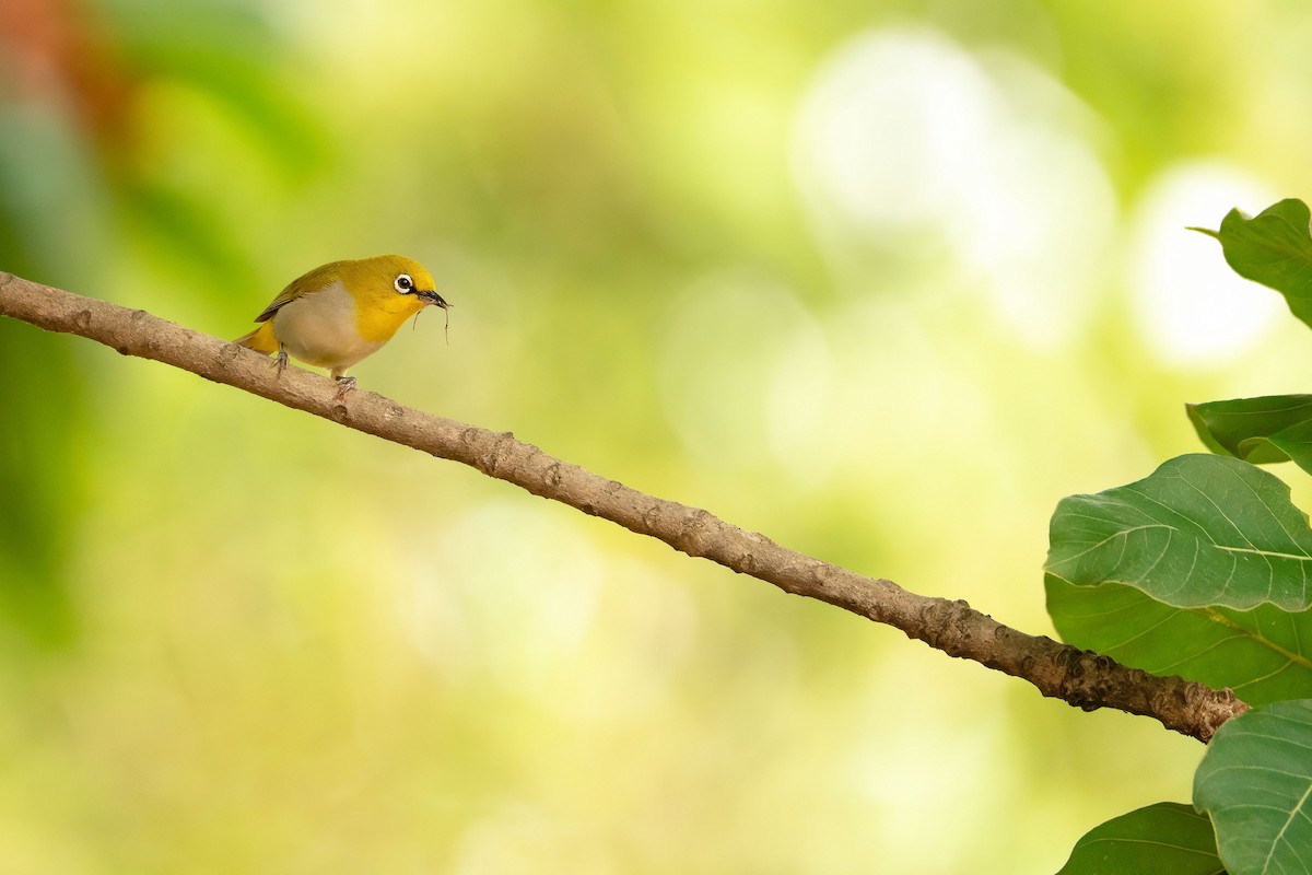 kruhoočko indomalajské - ML644584893