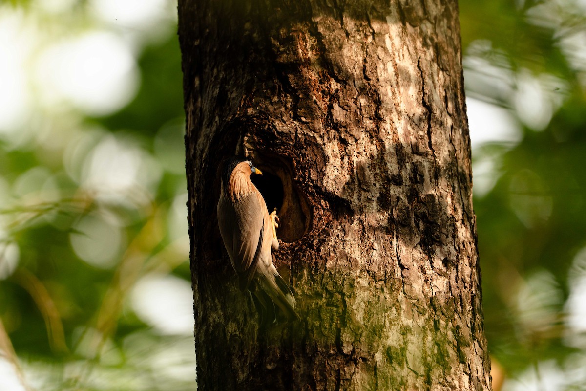 špaček pagodový - ML644584895