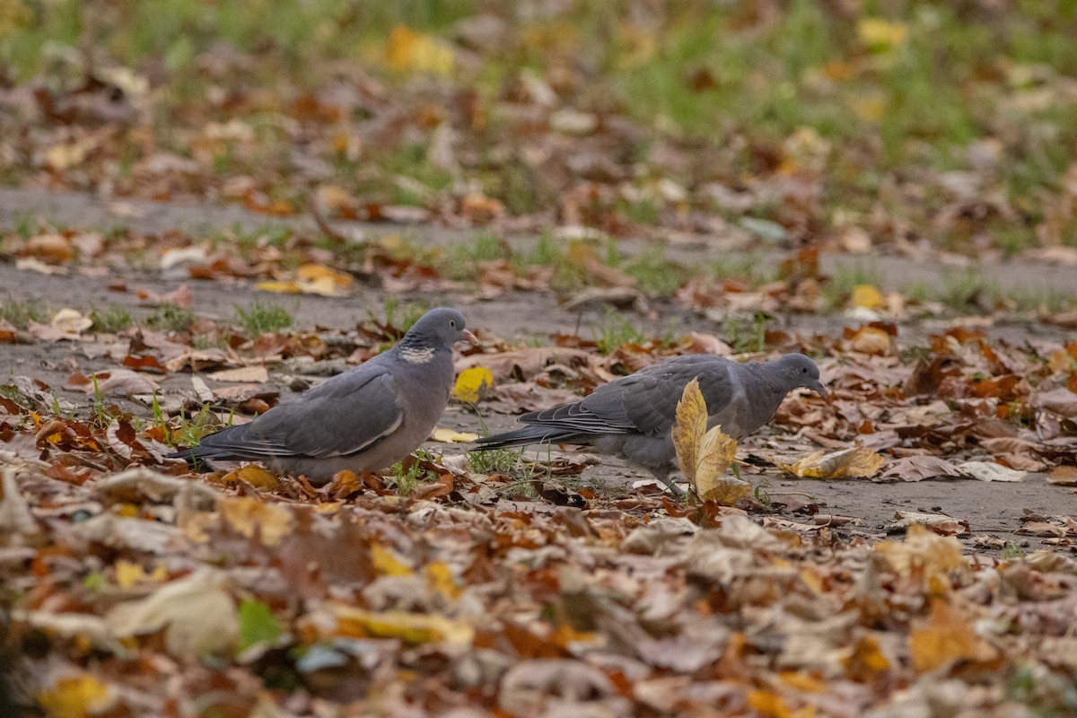 holub hřivnáč - ML644584898