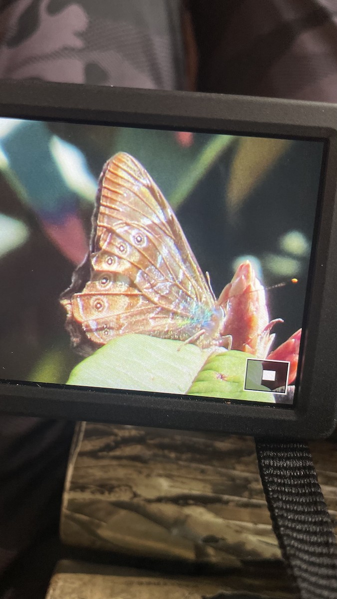 Animals - ML644584899