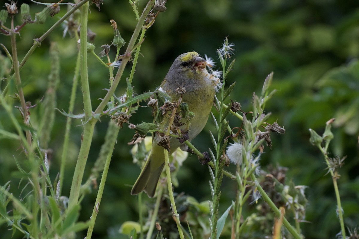 zvonohlík šedokrký - ML644584900