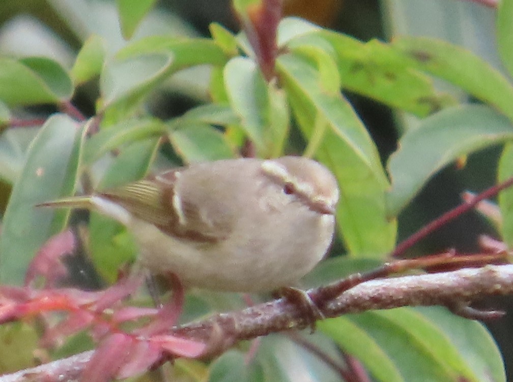 Hume's Warbler - ML644584905