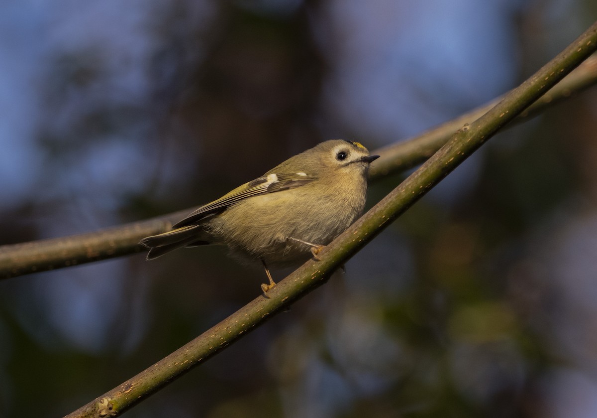 králíček obecný - ML644584907