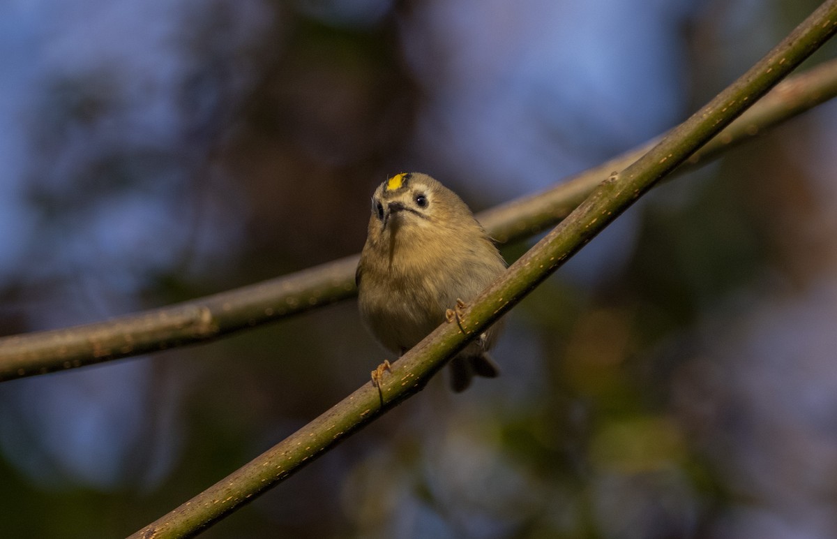 králíček obecný - ML644584908