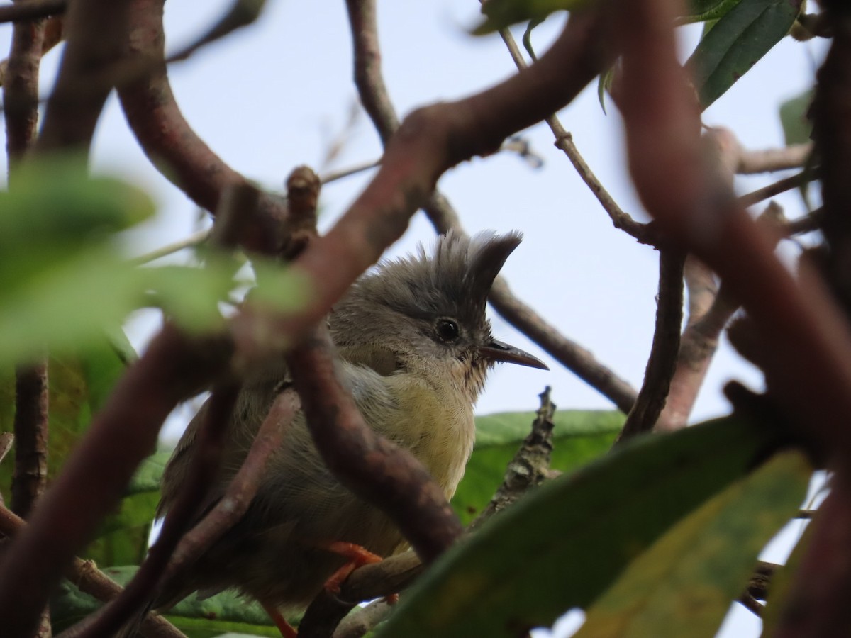 Югина темнокрила - ML644584909