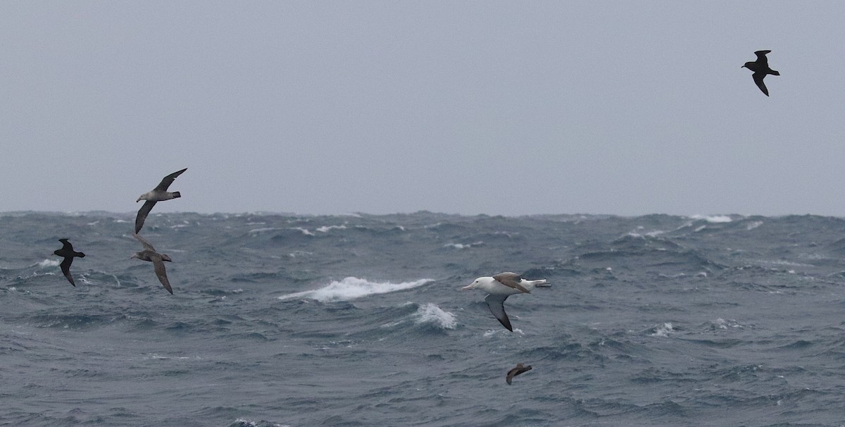 White-chinned Petrel - ML644584910