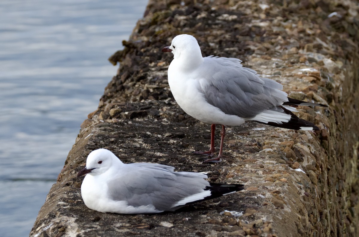 racek kapský - ML644584911