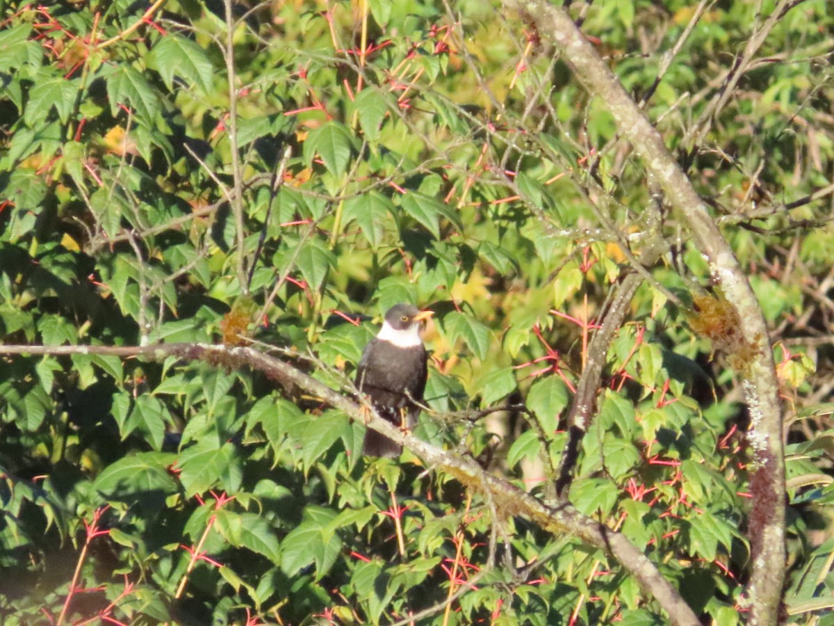 White-collared Blackbird - ML644584912