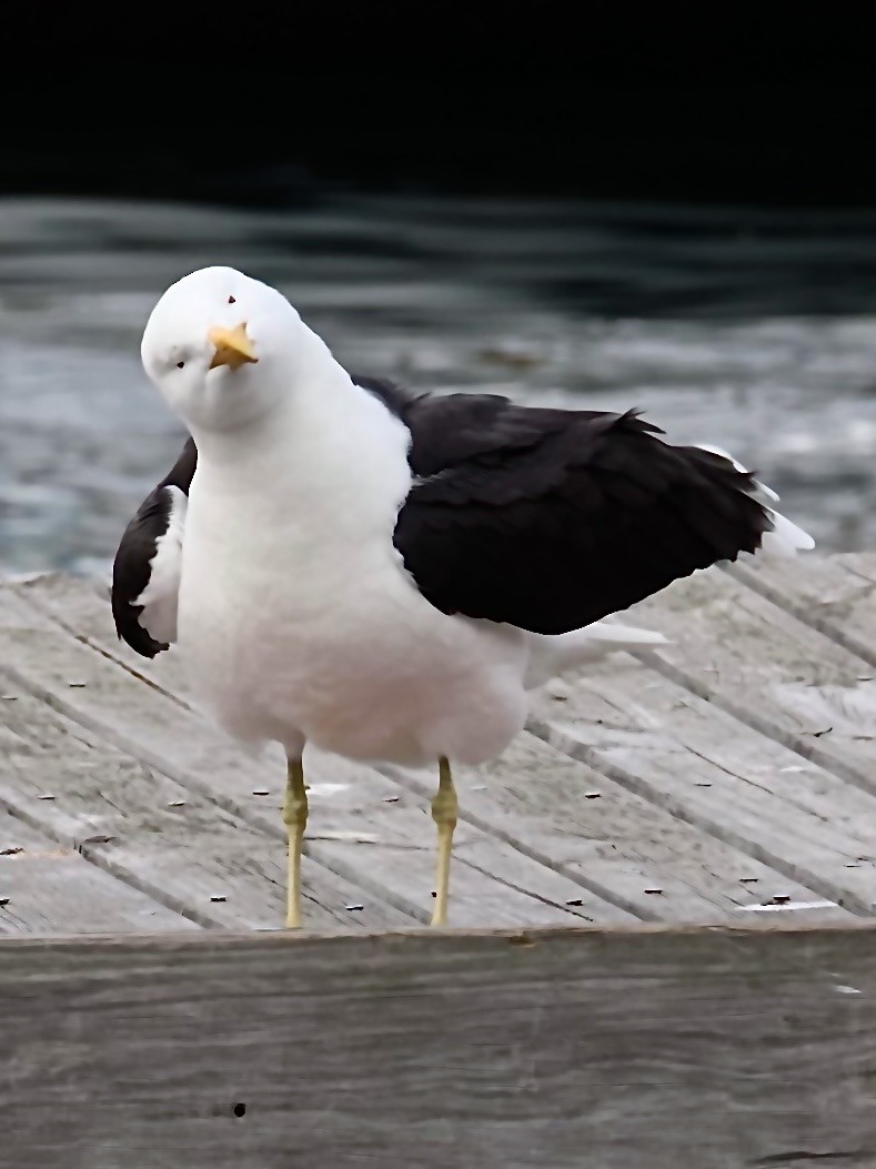 racek jižní (ssp. vetula) - ML644584913